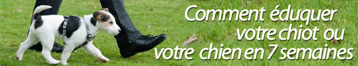 dresser votre chien