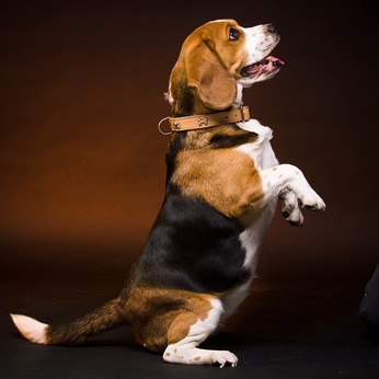 Comment dresser votre chien en 7 semaines